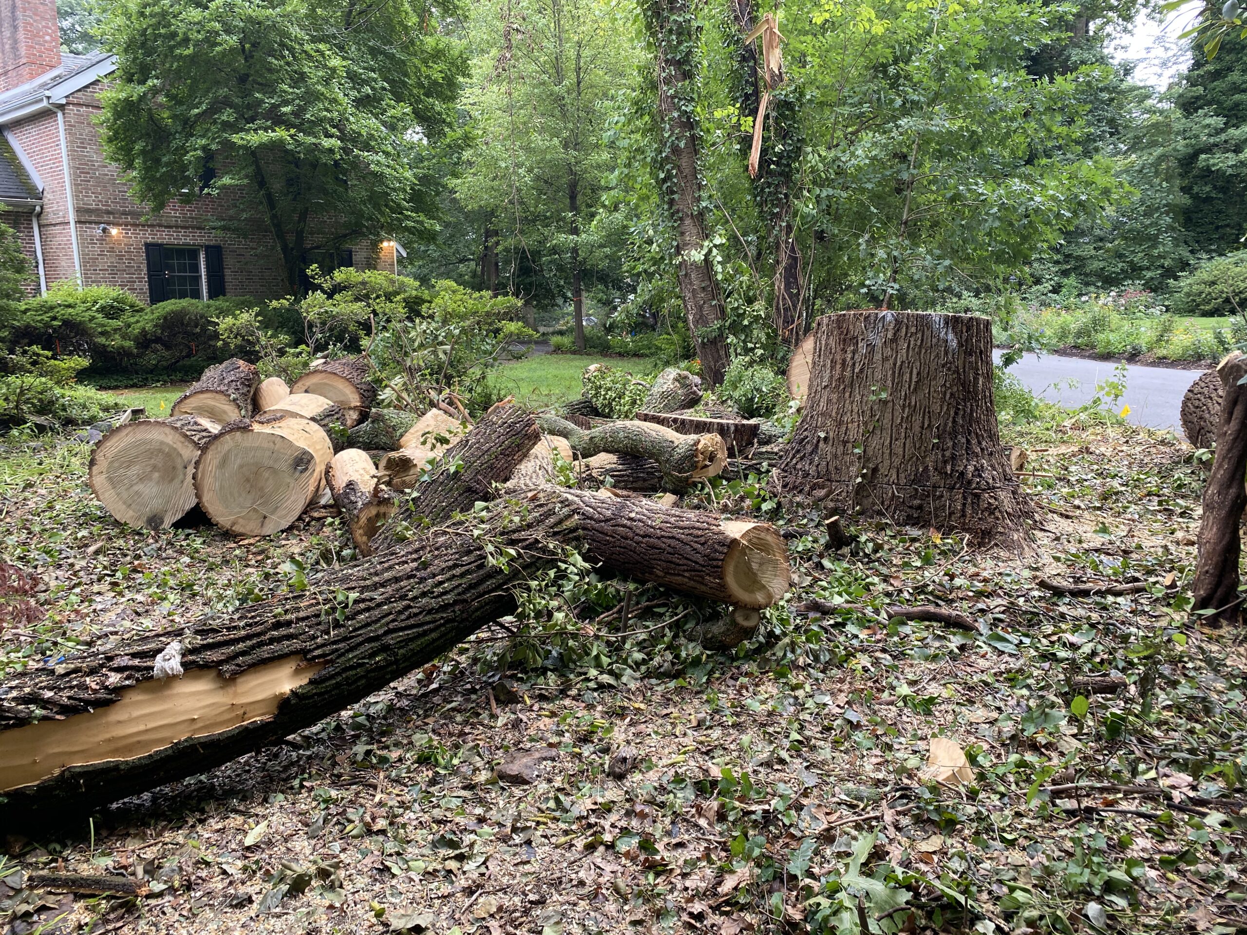 IMG_0368 emergency tree removal large tree removal tree cleanup stump grinding tree trimming