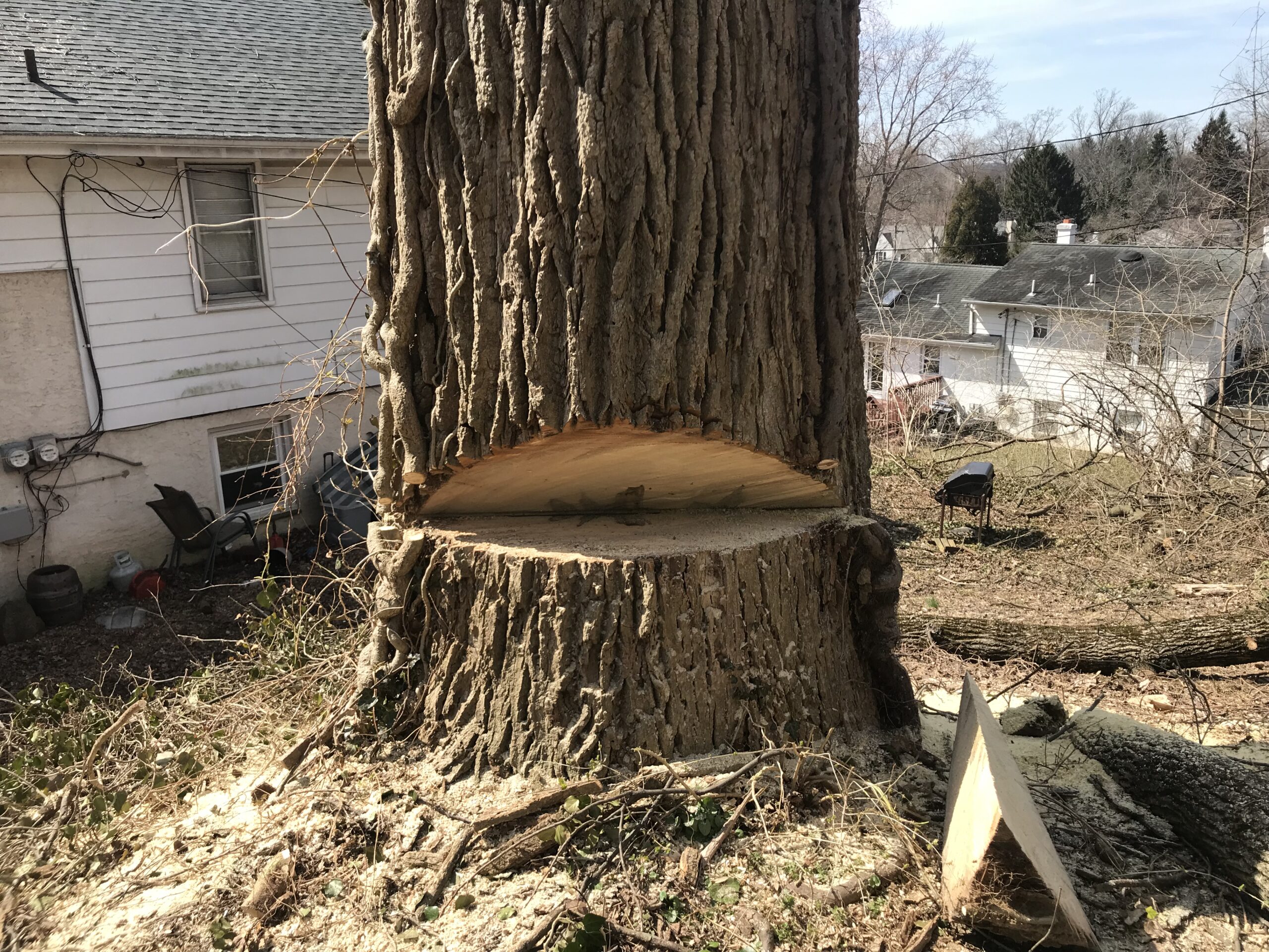 IMG_4477 tree removal , emergency tree extraction stump grinding , tree trimming and cleanup free quotes